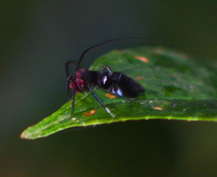 Thyrsophorinae