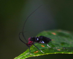 Thyrsophorinae