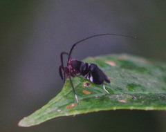 Thyrsophorinae