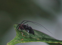 Thyrsophorinae