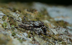 Phaeacius malayensis