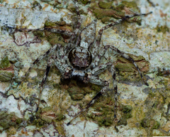 Phaeacius malayensis