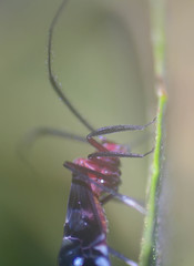 Thyrsophorinae