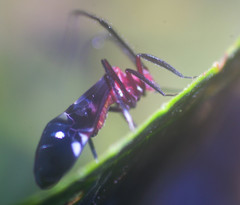 Thyrsophorinae