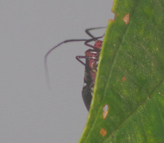 Thyrsophorinae