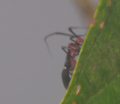 Thyrsophorinae