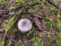 Lactarius circellatus