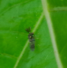 Eucharitidae