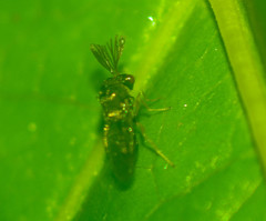 Eucharitidae