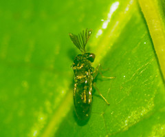 Eucharitidae
