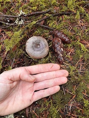 Lactarius circellatus