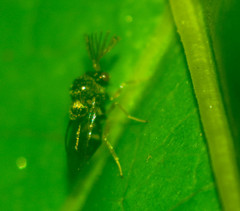 Eucharitidae