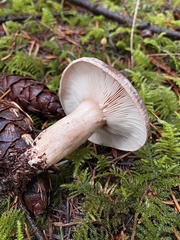 Lactarius circellatus