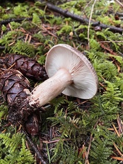 Lactarius circellatus