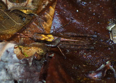 Maculiparia rotundata