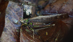 Eppia truncatipennis