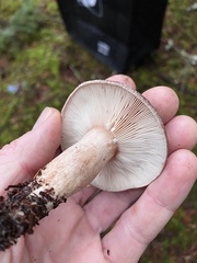Lactarius circellatus