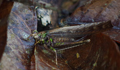 Eppia truncatipennis