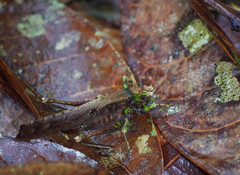 Eppia truncatipennis