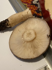 Lactarius circellatus