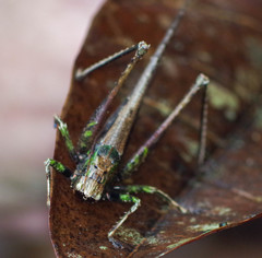 Eppia truncatipennis