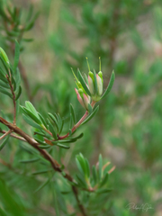 Darwinia biflora