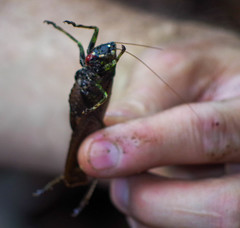 Eppia truncatipennis