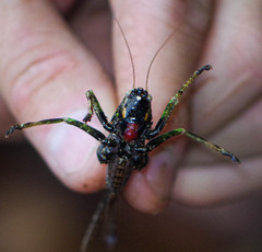 Eppia truncatipennis