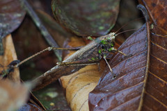 Eppia truncatipennis