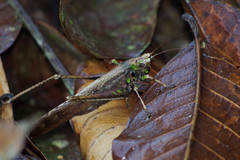 Eppia truncatipennis