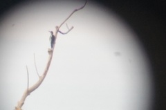 Melanerpes chrysauchen