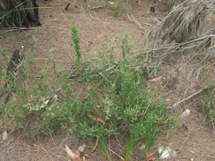 Darwinia biflora