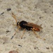 Australian Cicada-killer Wasp - Photo (c) Matt Goodwin, some rights reserved (CC BY-NC-ND), uploaded by Matt Goodwin