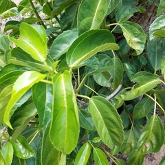 Dendrocnide photiniiphylla