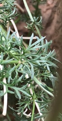 Cnidium salinum
