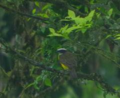 Myiozetetes cayanensis