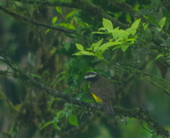 Myiozetetes cayanensis