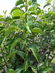 Dendrocnide photiniiphylla