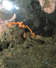 Tubulanus