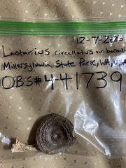 Lactarius circellatus