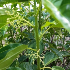 Dendrocnide photiniiphylla