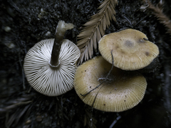 Armillaria nabsnona