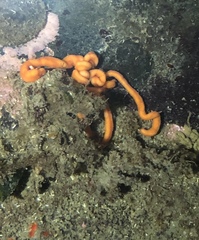 Tubulanus