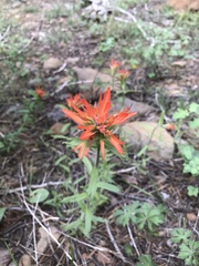 Castilleja pruinosa