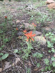 Castilleja pruinosa