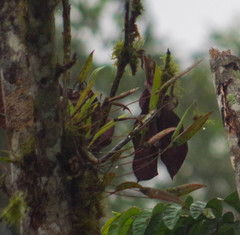 Pleurothallis dibolia