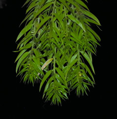 Phlegmariurus linifolius