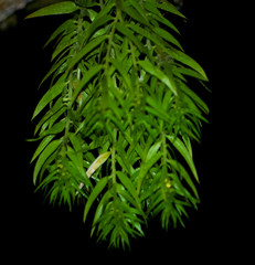 Phlegmariurus linifolius