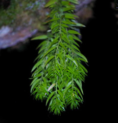 Phlegmariurus linifolius