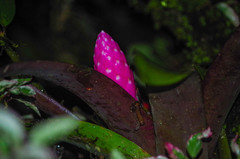 Guzmania remyi